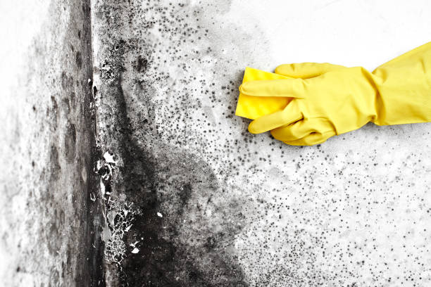 Office Mold Removal Services in Beaver Creek, TX