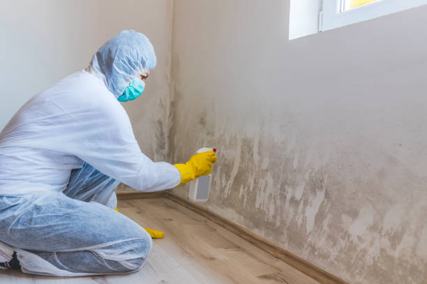 Mold Removal Process in Beaver Creek, TX